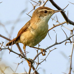 Paddyfield Warbler